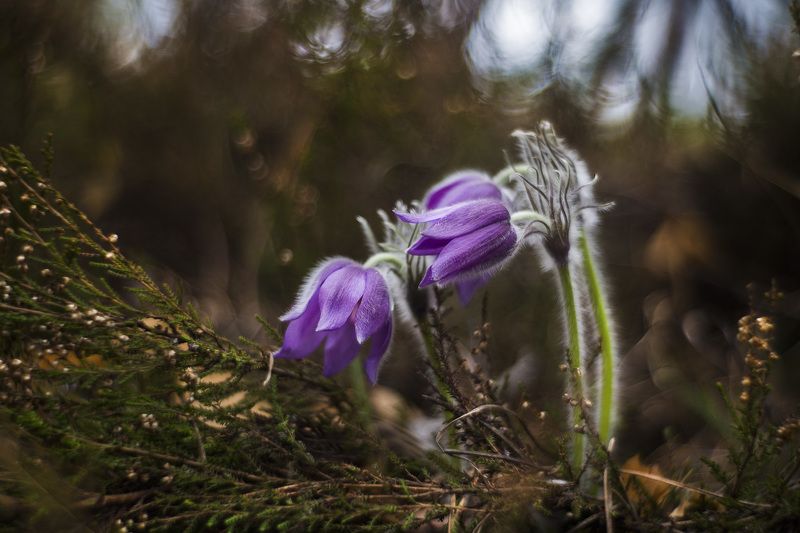 Волшебство весеннего леса.photo preview