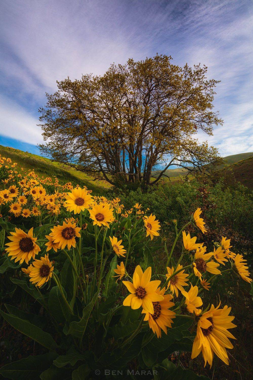 Nature Perfection. Автор: Ben Marar , Ben Marar