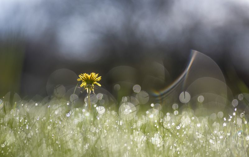 Утречком, да по росеphoto preview