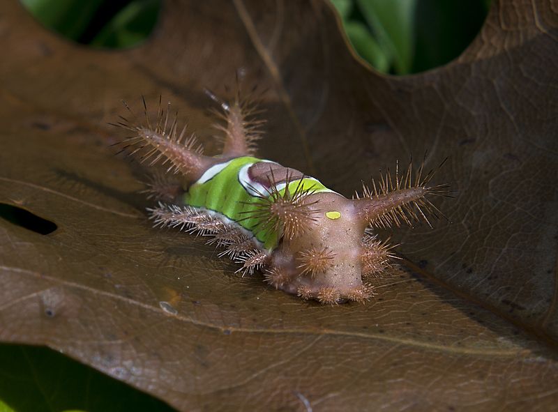 saddleback, caterpillar, гусеница, гусеница с седлом Гусеница с седлом, Saddleback caterpillar (Acharia stimulea),photo preview