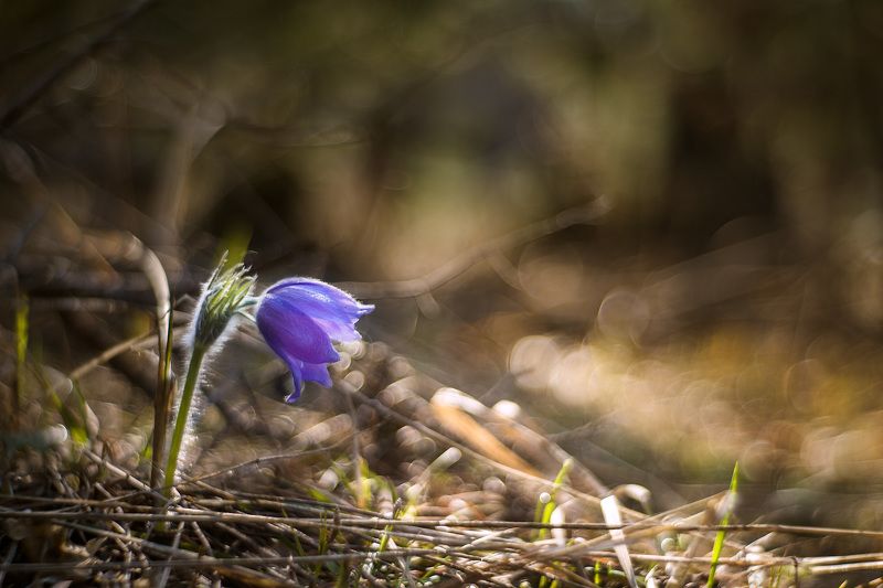 Один...photo preview