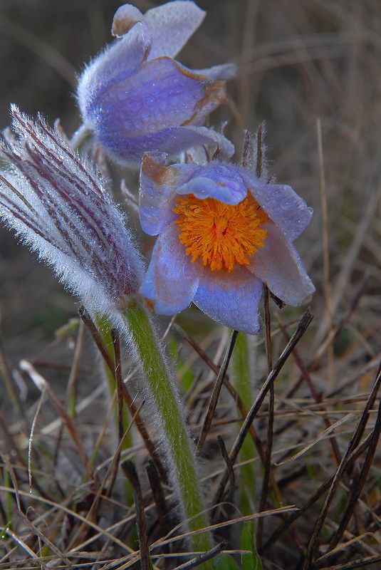 махнунчикphoto preview