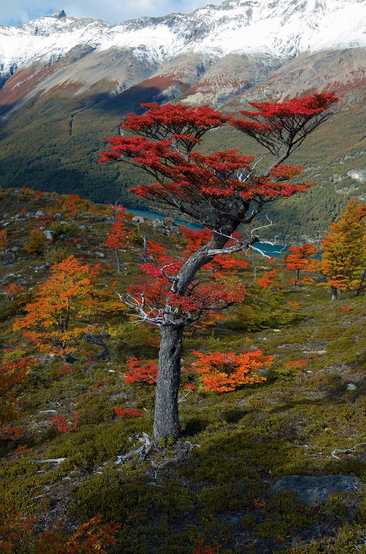 More autumn colors from Fitz Roy фото превью