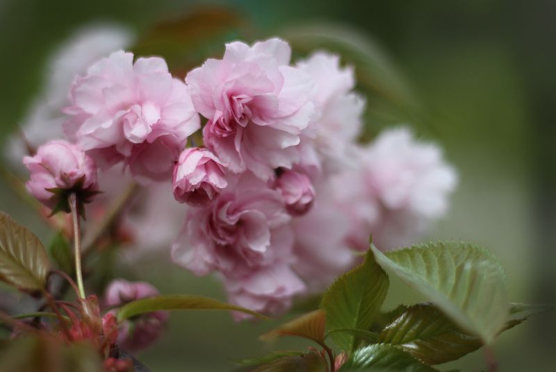 весна, цветы ***photo preview