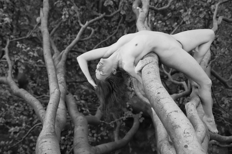 Wald, Baum, Nienhagen rücklingsphoto preview