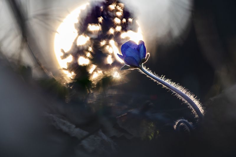 цветы,цветок,макро,растения,печеночница,бокэ,весна,трава Поляны, укрытые нежностью..photo preview