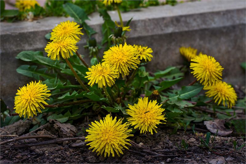 Всюду жизньphoto preview