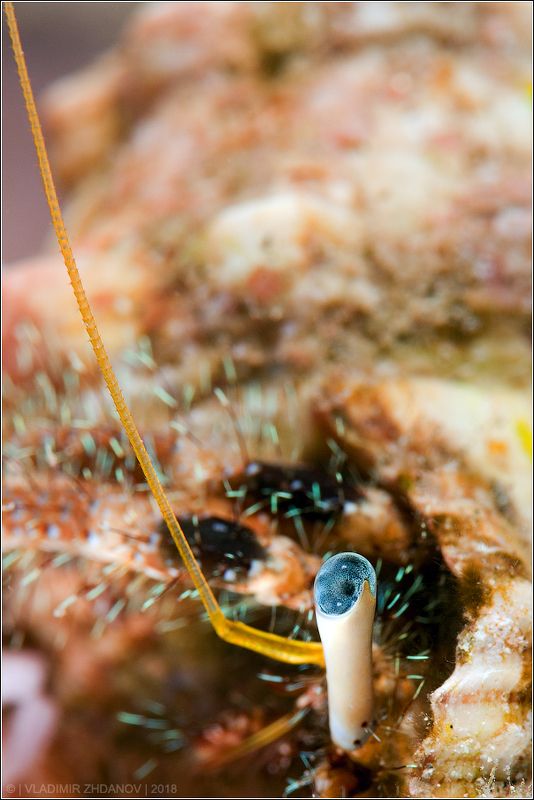 Down Periscope!photo preview