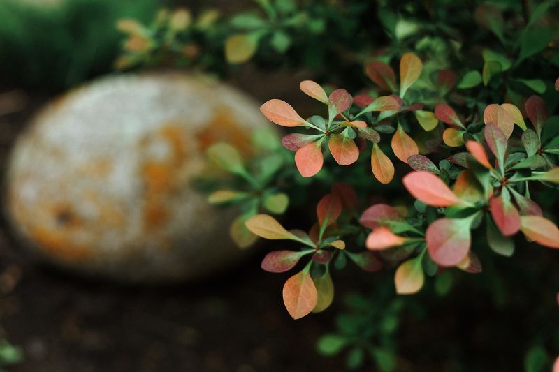 Гармония в полисадникеphoto preview