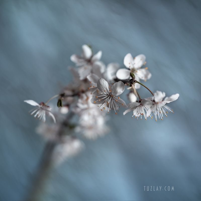 Квадратик про апрельское цветениеphoto preview