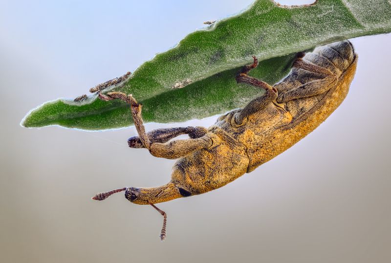 Долгоносикphoto preview