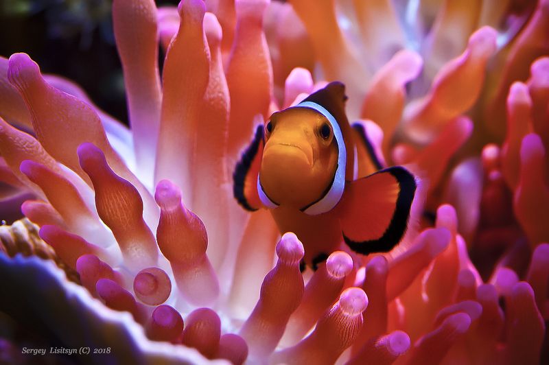 Clownfish.photo preview