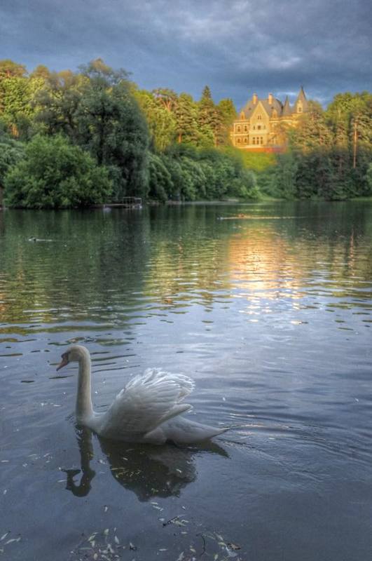 Лебединое озеро фото превью