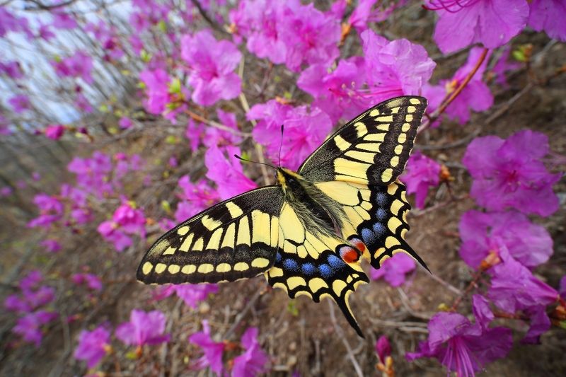 макросьемка В розовом цветеphoto preview