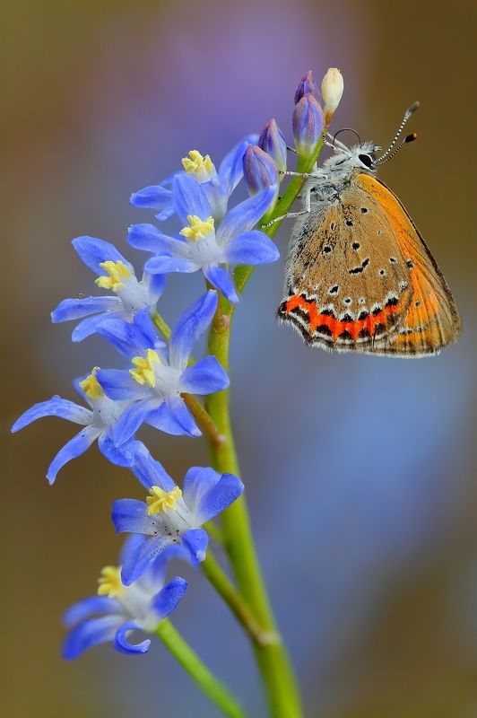 макросьемка Весенние прелестиphoto preview