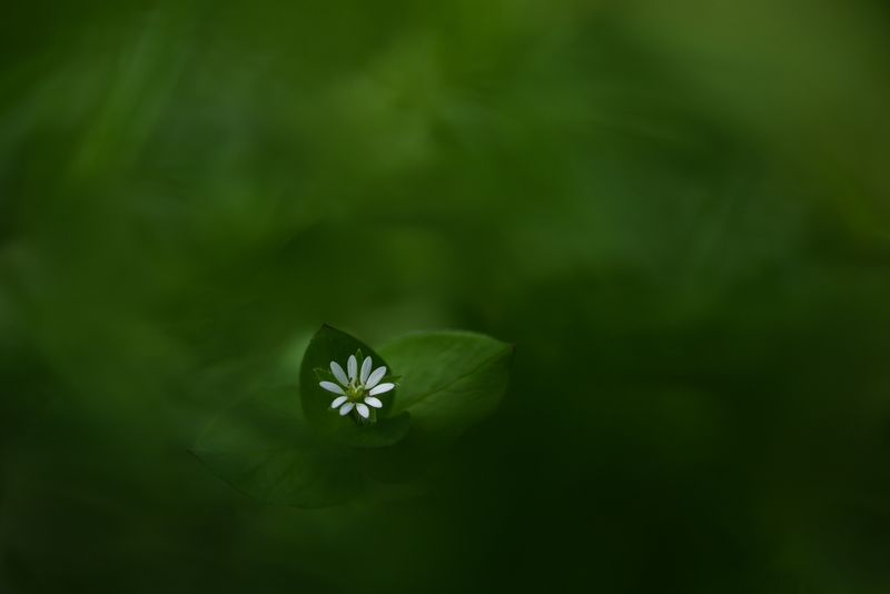 Ай-ой, что ж ты маленький такой?photo preview