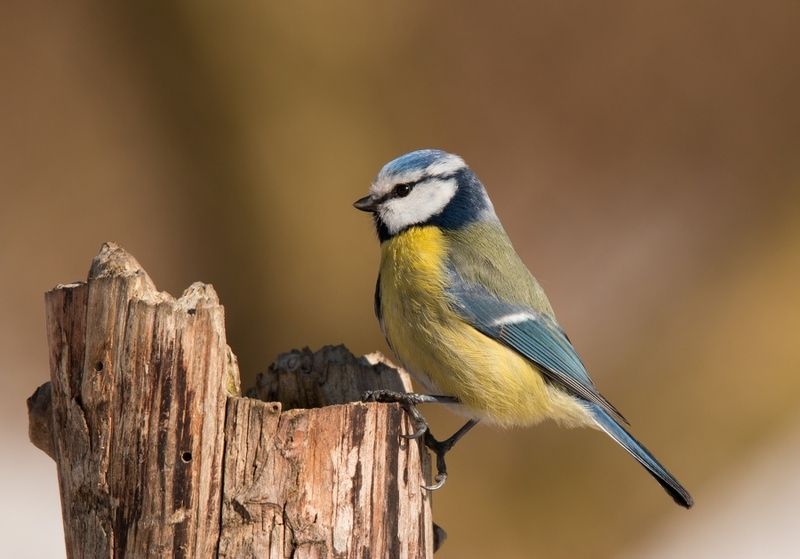 птицы, лазоревка, Лазоревкаphoto preview