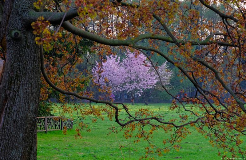 весна,цветы,сакура,сад,парк,цветение,краски,деревья, Краски весныphoto preview