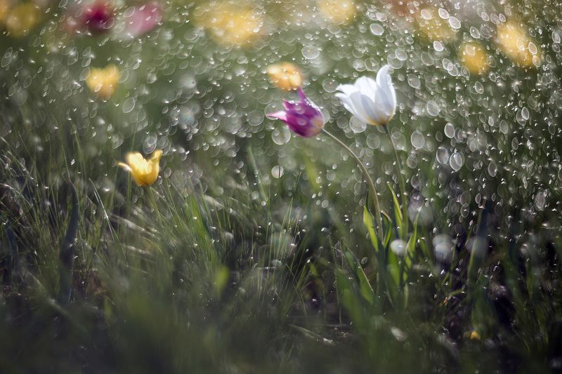 фото , цвет , степь , тюльпан , весна Степной тюльпанphoto preview