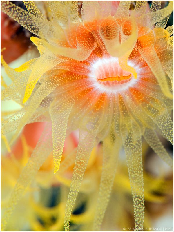 Хищная Красотаphoto preview