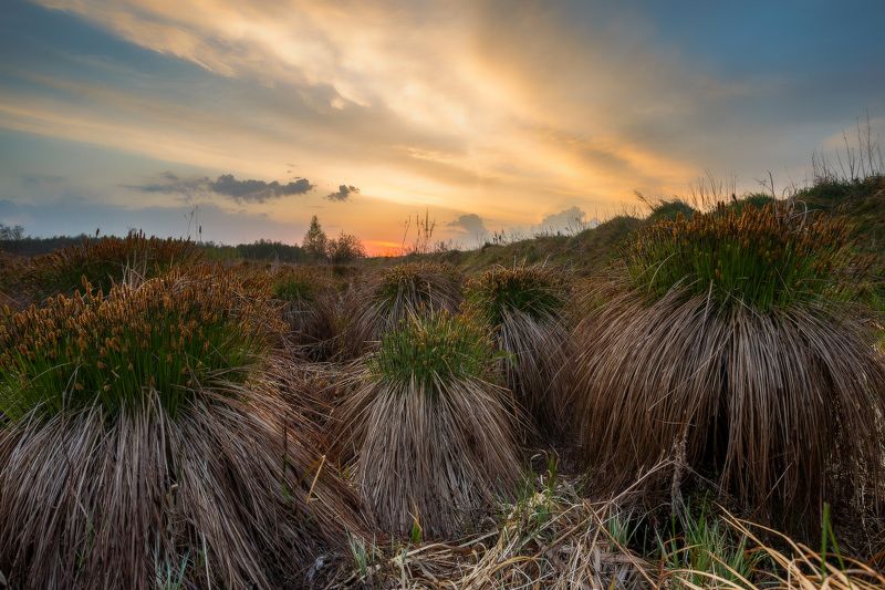 Белорусские ананасы)photo preview