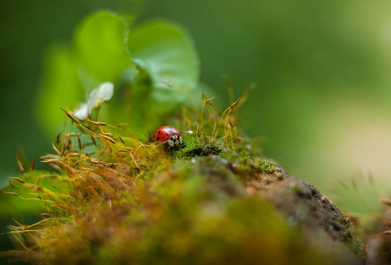 Точицаphoto preview