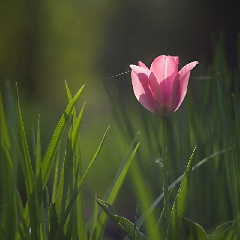 w moim ogrodziephoto preview