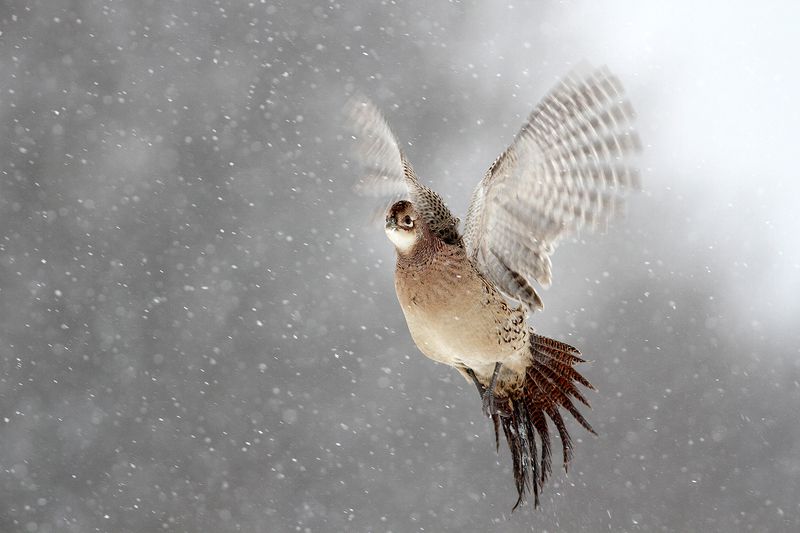 bird, pheasant, wildlife, snow, winter, cold Pheasantphoto preview