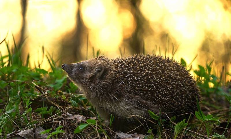 ёж,первоцвет,лес,весна Ёжик и первоцветыphoto preview