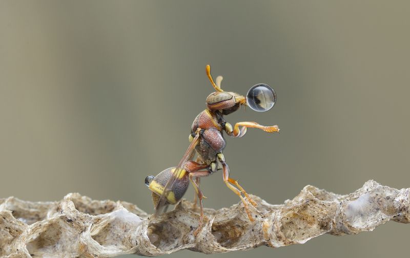 #macro#wasp#waterbubble#colors#reflection Wasp Blowing Water Bubble 180507Aphoto preview