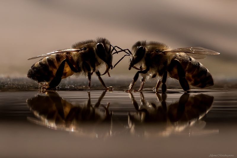 Разговор по душам...photo preview