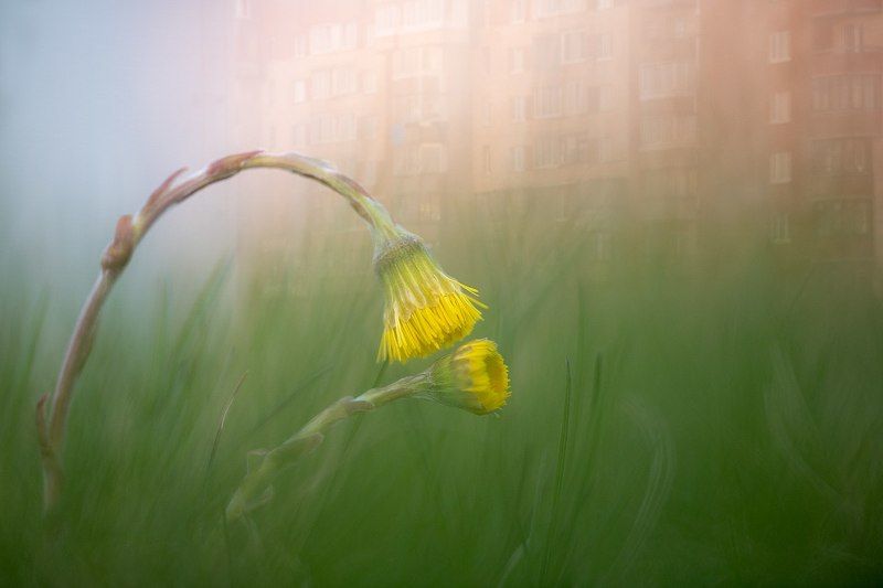 цветы,цветок,макро,растения,природа,желтый,город,закат,бокэ,мультиэкспозиция Городские цветыphoto preview