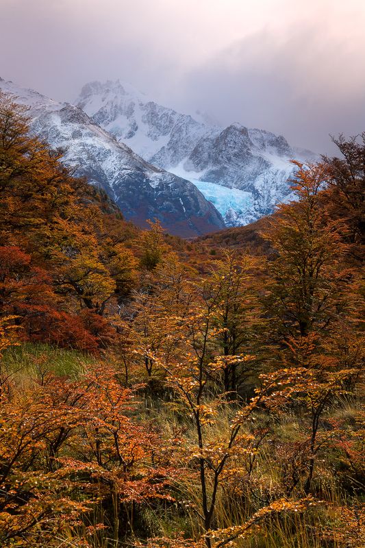 landscape mountain scenery glaciar autumn trees Glaciar Piedras Blancas. Los Glaciares National Park. El Chalten. Argentinaphoto preview