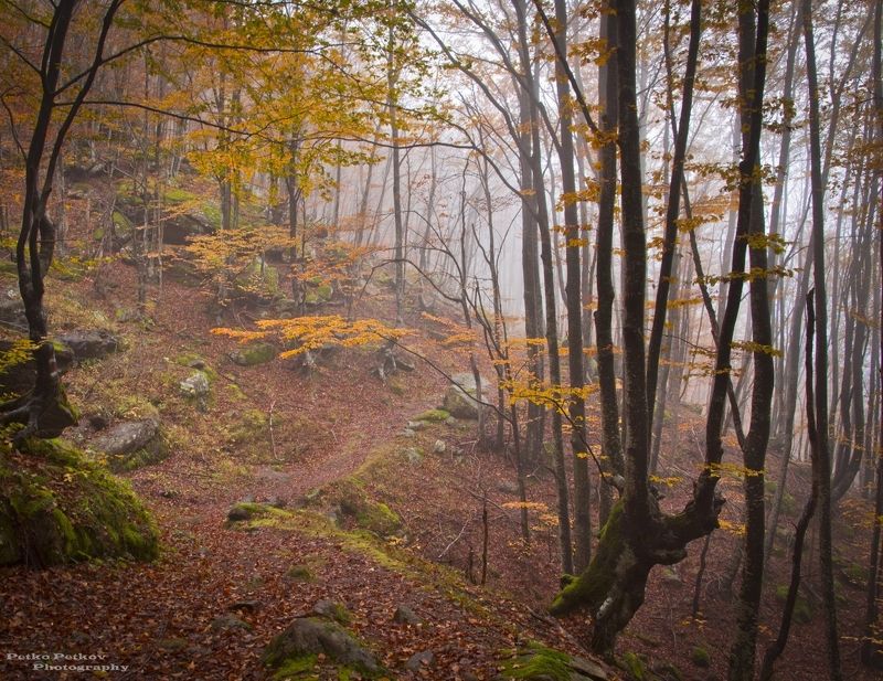 Есенphoto preview