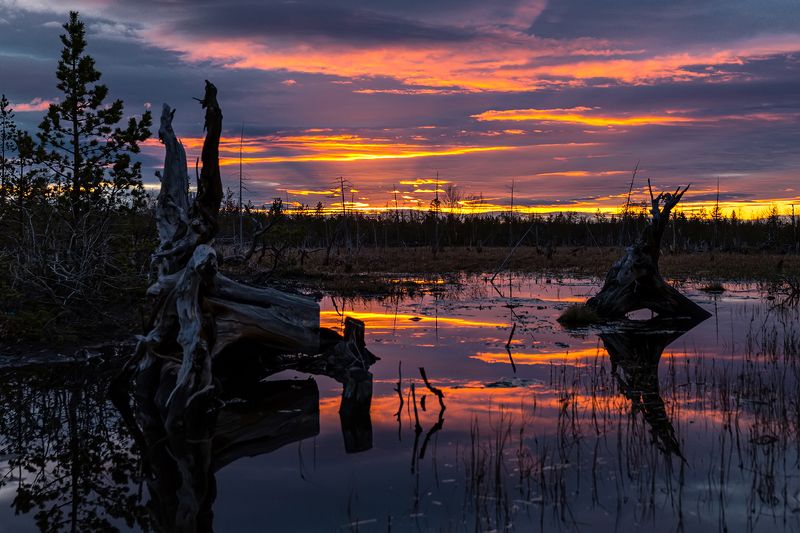 болото,закат,лето,коряги,ночь, Там леший бродит... фото превью