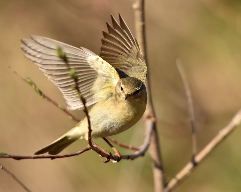 листопад Пеночка-весничкаphoto preview