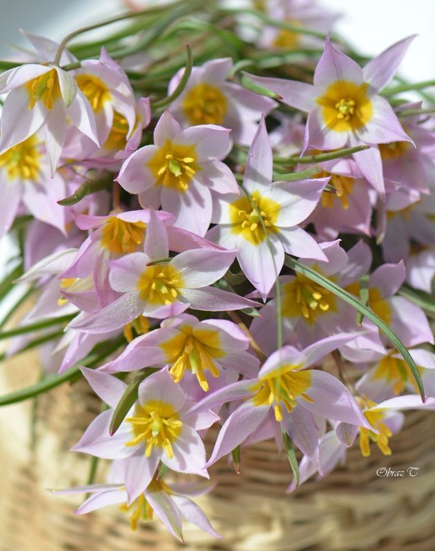 цветы ***photo preview