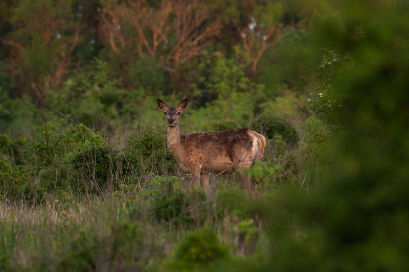 животные, лес, олень, олени, Кто там?photo preview