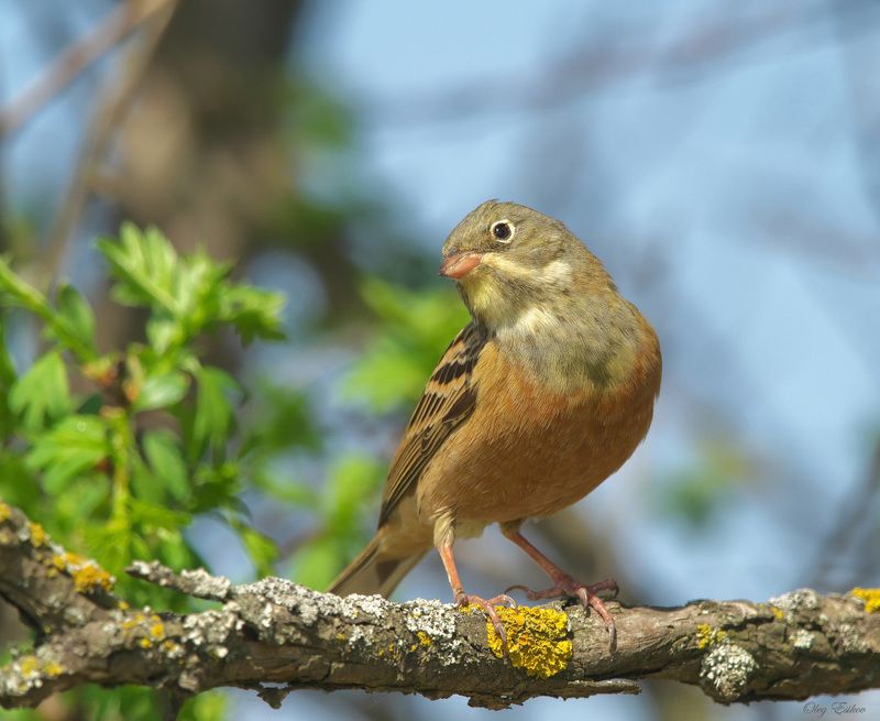 птицы, садовая овсянка КрасавЕцphoto preview