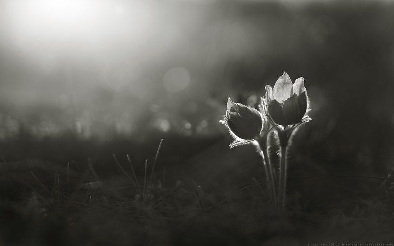 Парочкаphoto preview