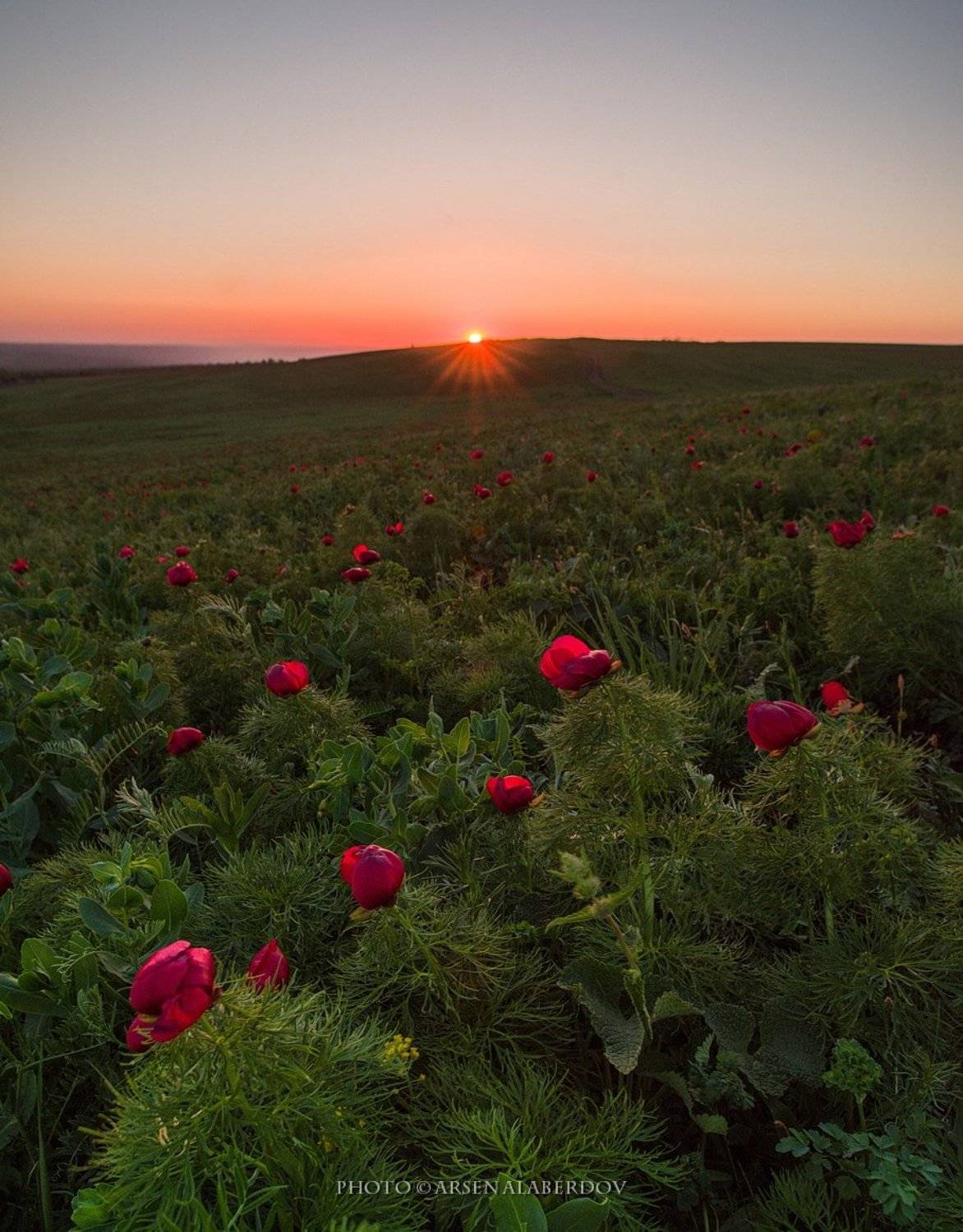 весна, поле, холмы, равнина, долина, утро, вечер, карачаево-черкесия, кавказ, простор, закат, солнце, цветы, пионы, лохмачи, Арсен Алабердов