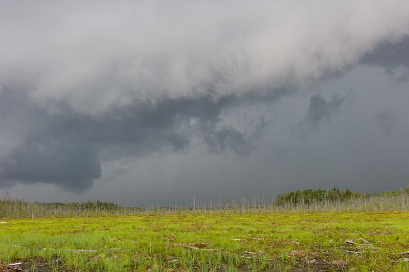 Западная Сибирь Томская область васюганское болото  васюганское болотоphoto preview