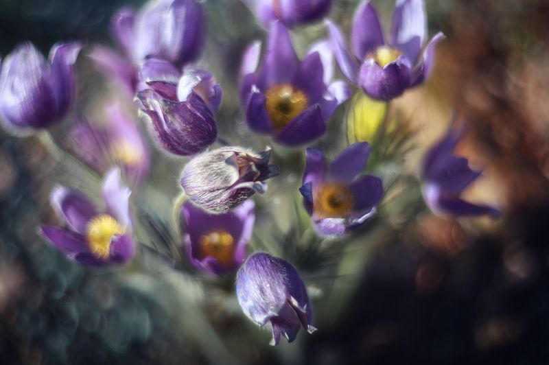 Сон-трава. Ботанический сад, СПбphoto preview