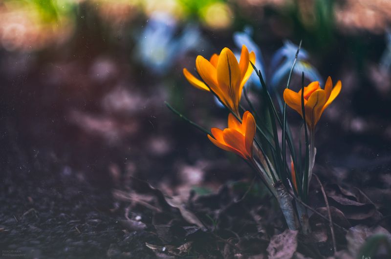 макро, природа, цветы, гелиос, тюльпаны, ирисы, крокусы, нарциссы, macro, nature, flowers, helios, tulips, irises, crocuses, daffodils, пробуждениеphoto preview