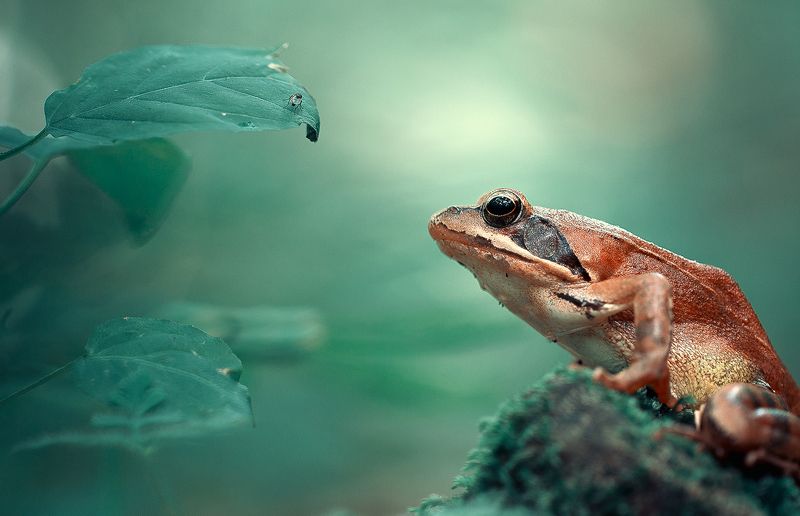insects,frog,animals,animal,prey,macro,beautiful,insect,wild,wildlife,nature,faerie,close up, Preyphoto preview