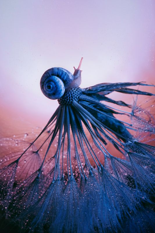 улитка, макро, капли, одуванчик, вечер, природа, вода @photo preview