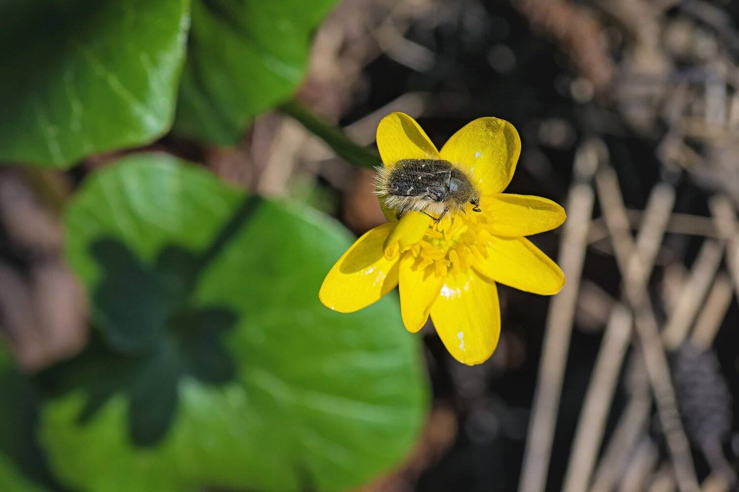 На звездочке. Автор: Юрий Котов жук,желтый,лист,зелень,свет,насекомое, Юрий Котов