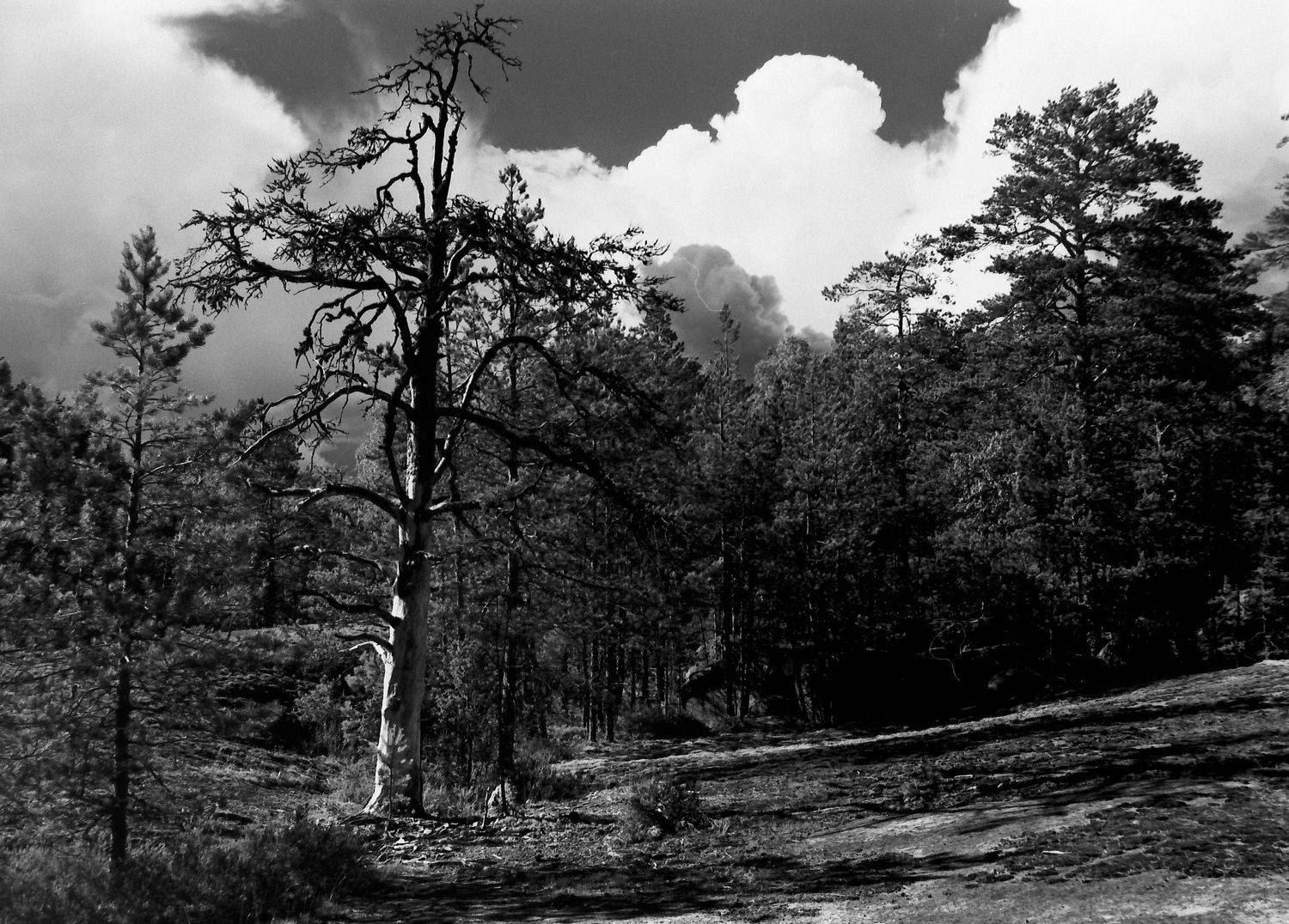 ***. Автор: Иван Домарацкий красный фильтр, пленка, Иван Домарацкий