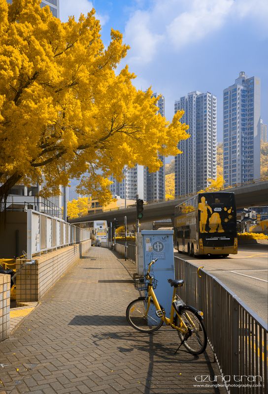 Bicyclephoto preview