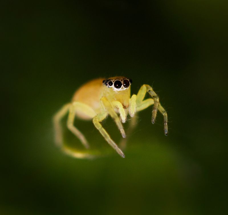 Паучек...photo preview